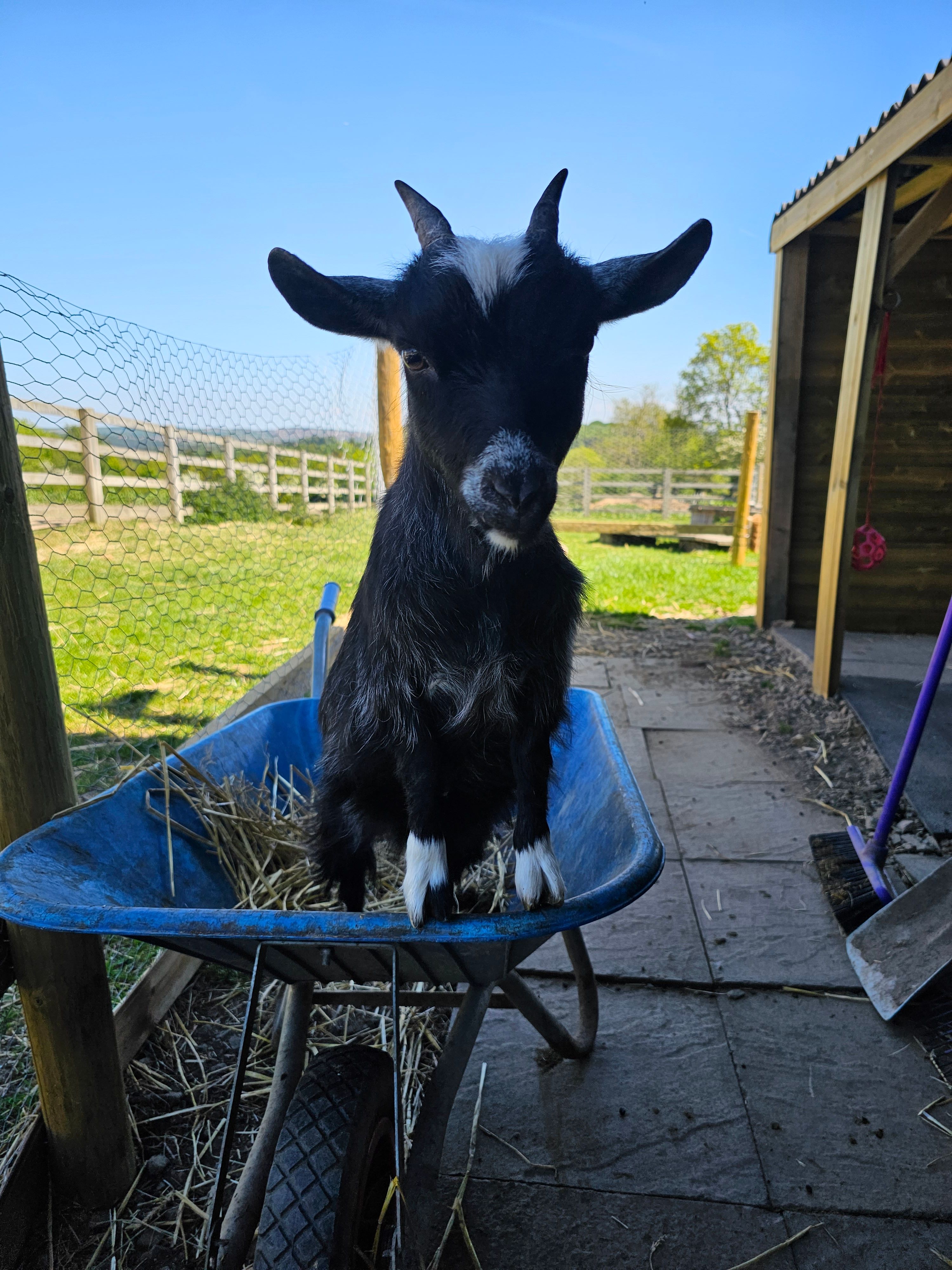 Alberts Horse Sanctuary 1114287