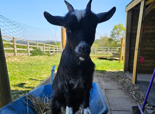 Alberts Horse Sanctuary 1114287