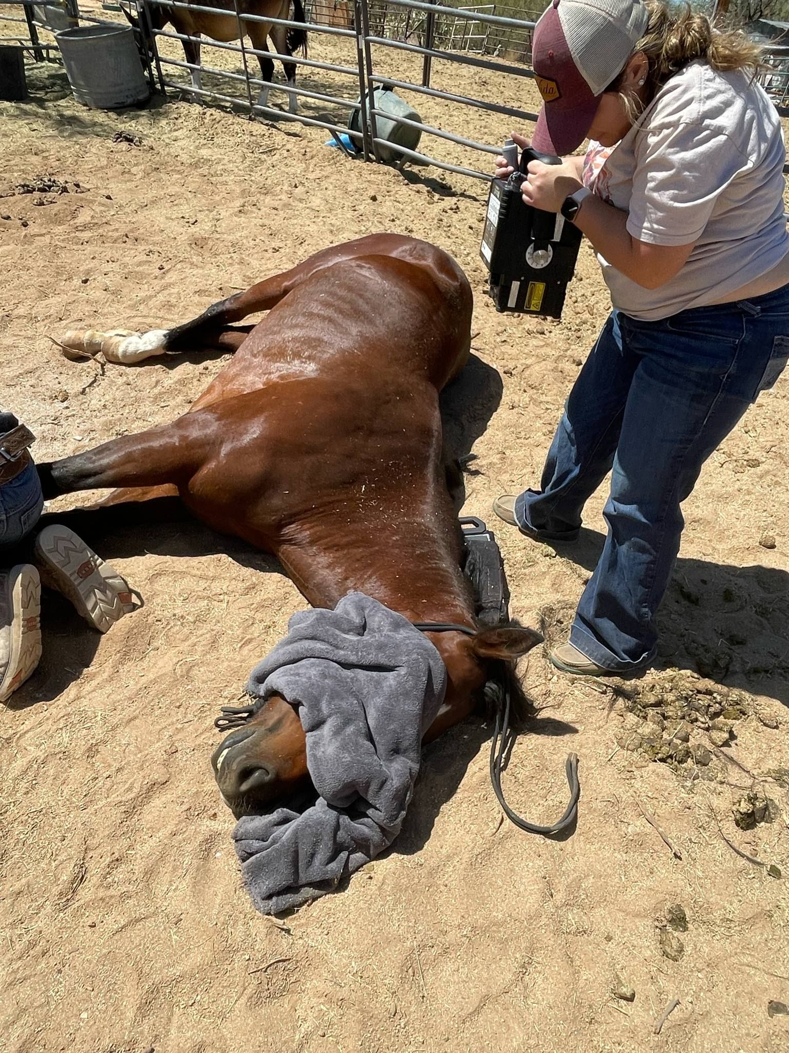 Jewels of the desert horse rescue and sanctuary