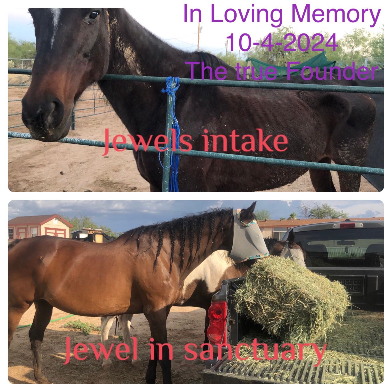 Jewels of the desert horse rescue and sanctuary