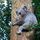 Koala Rescue Brisbane South inc