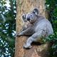 Koala Rescue Brisbane South inc
