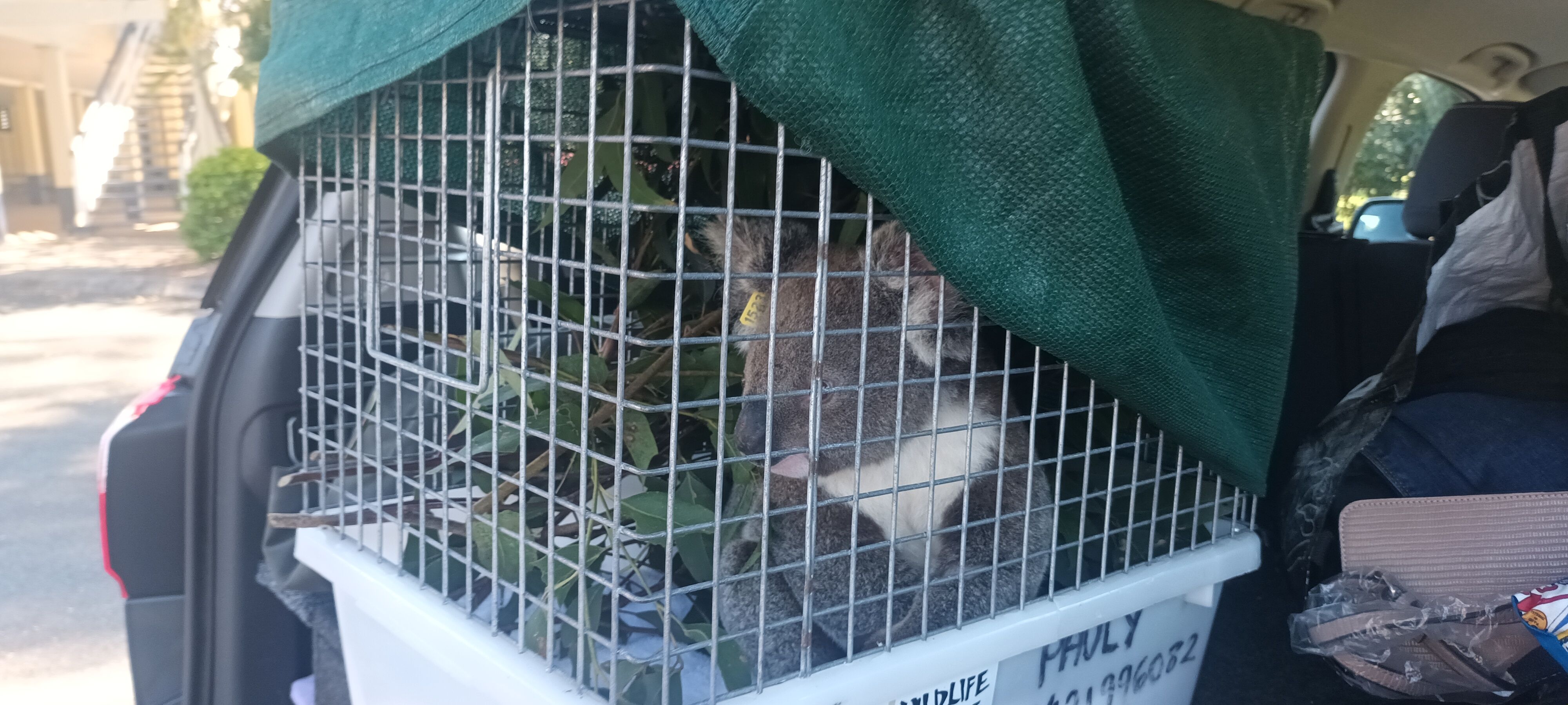 Koala Rescue Brisbane South inc