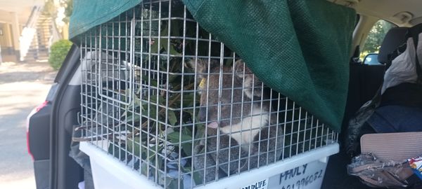 Koala Rescue Brisbane South inc