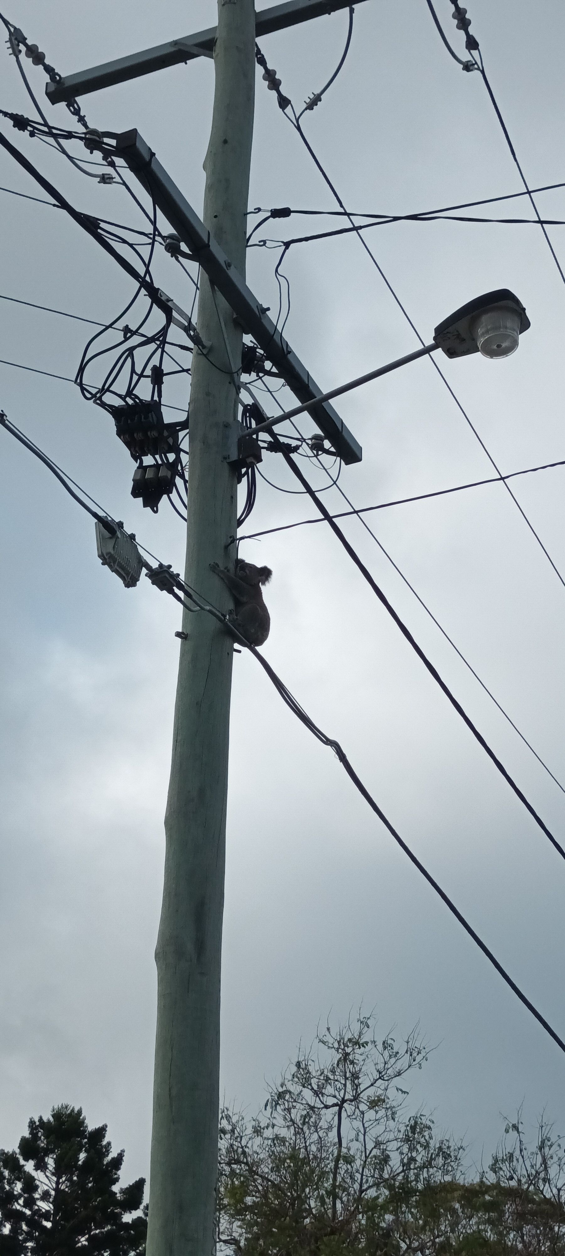 Koala Rescue Brisbane South inc