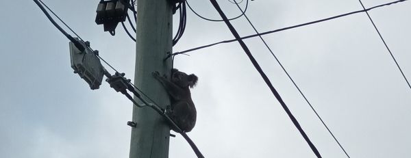 Koala Rescue Brisbane South inc