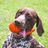 SOS Serbian Pointer & Pals Rescue
