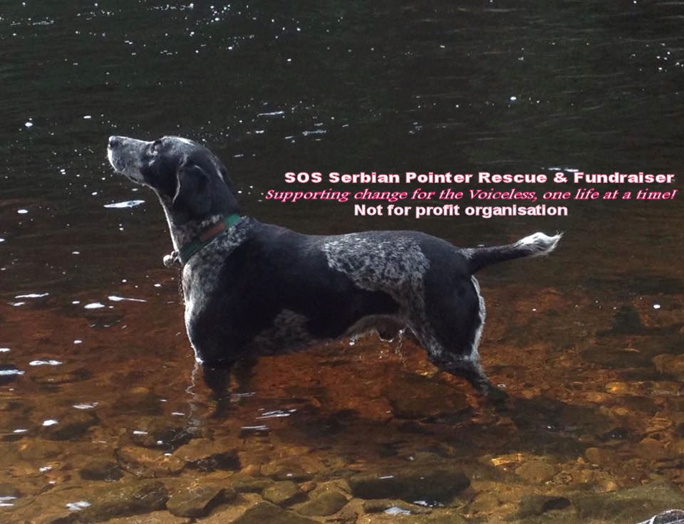 SOS Serbian Pointer & Pals Rescue