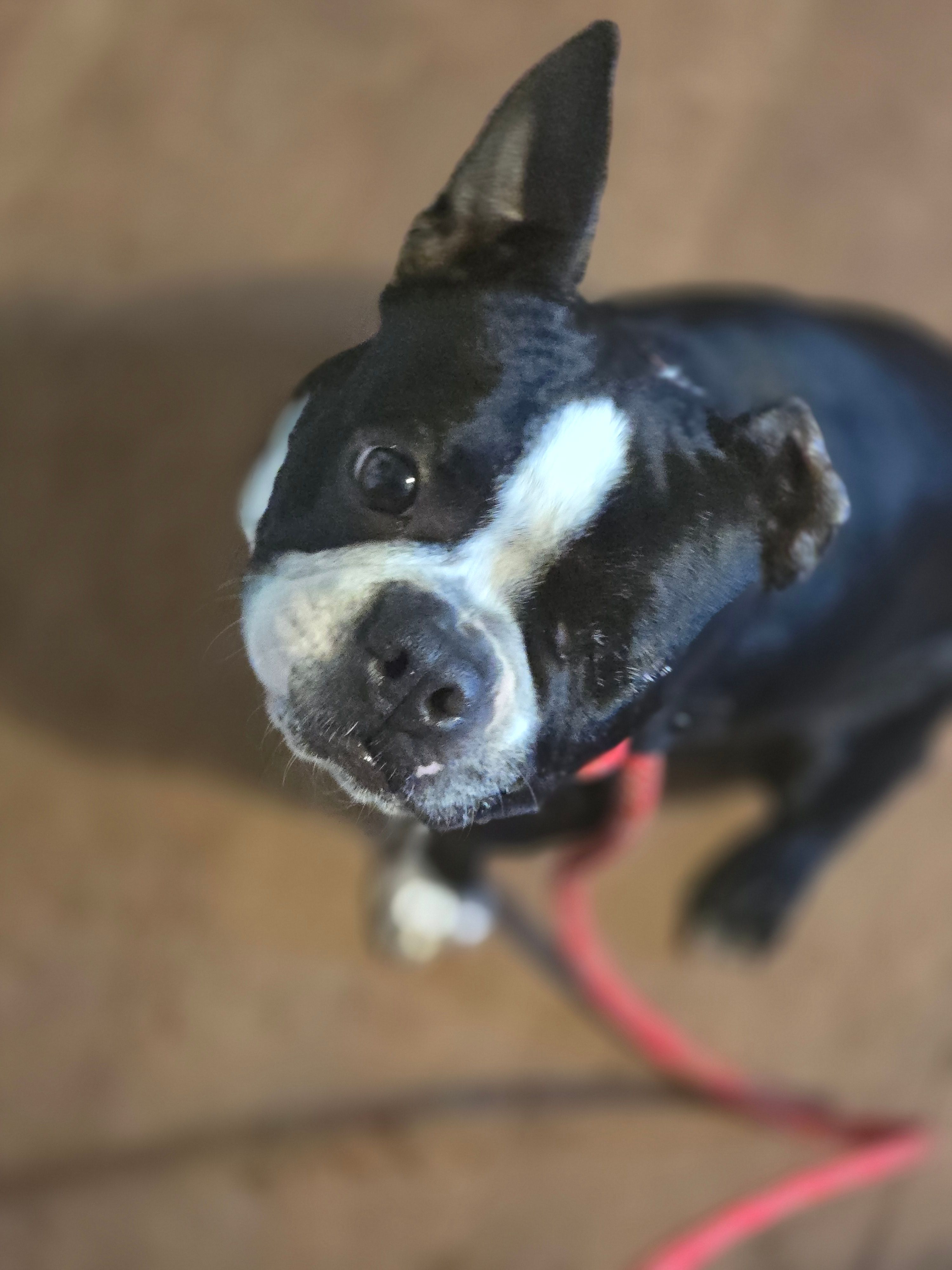 Lup sanctuary and rescue