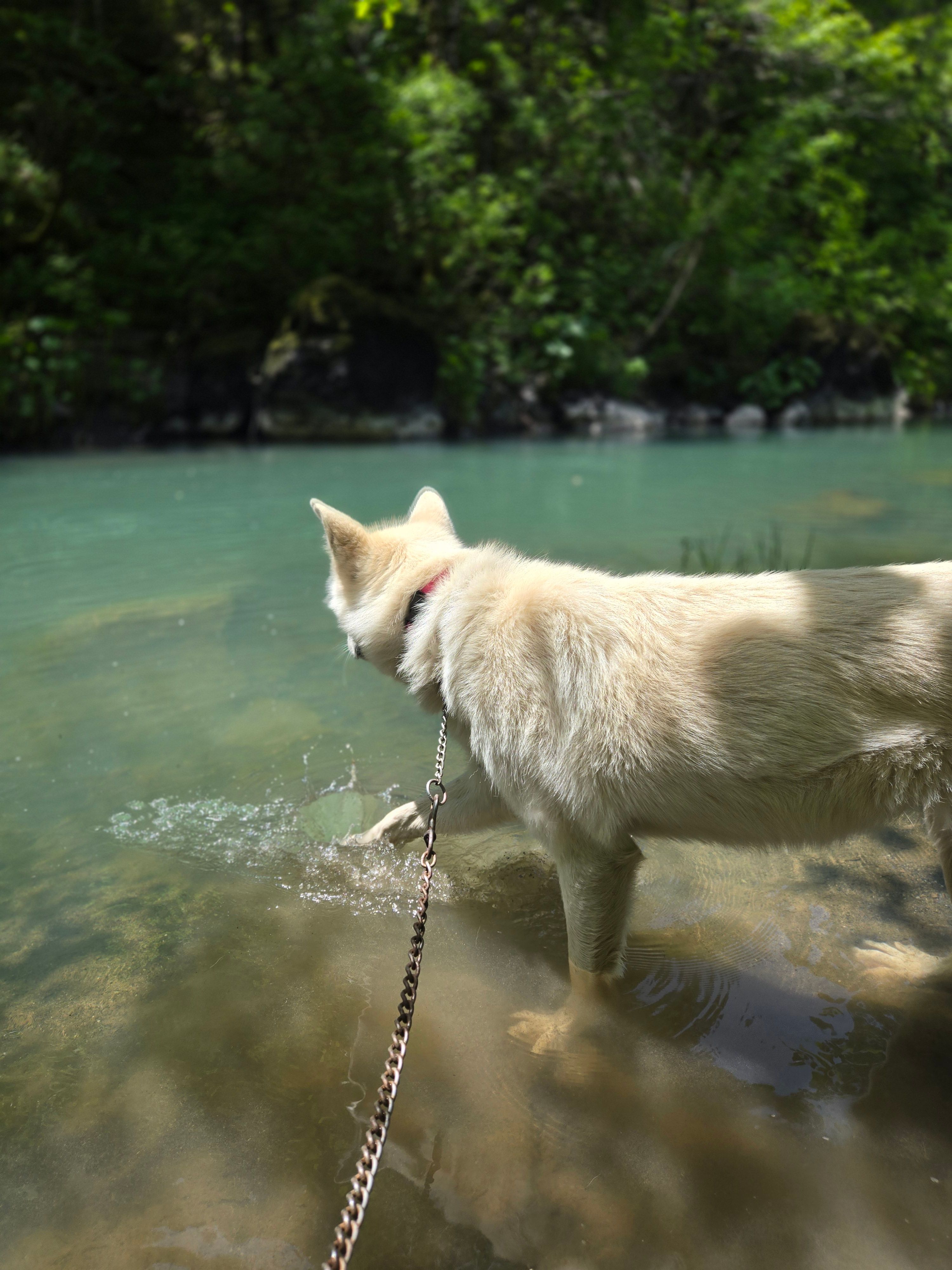 Lup sanctuary and rescue