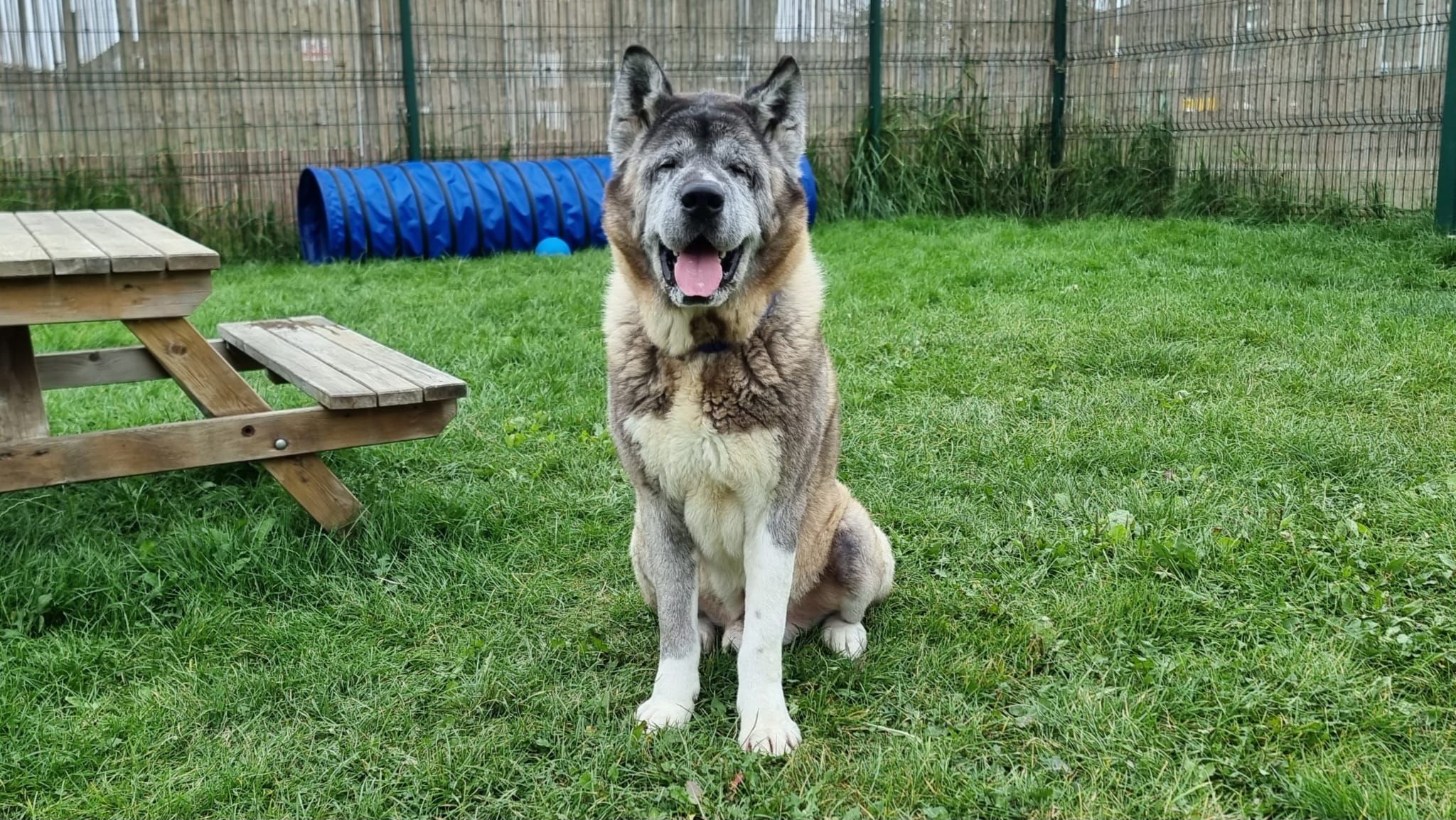 Newcastle Dog & Cat Shelter