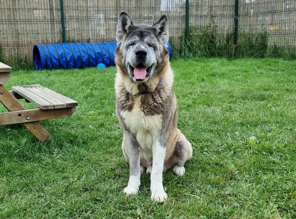 Newcastle Dog & Cat Shelter