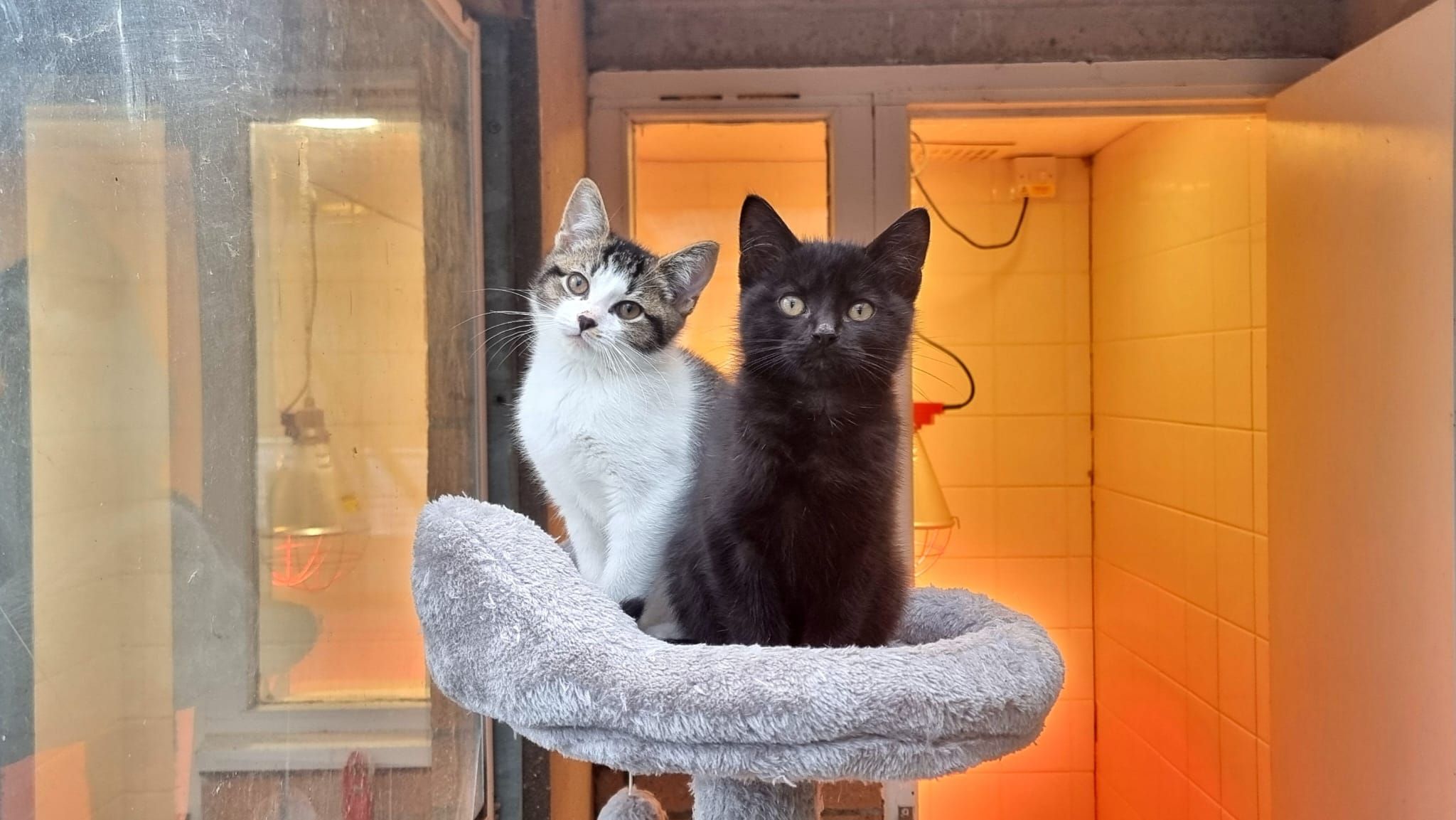 Newcastle Dog & Cat Shelter