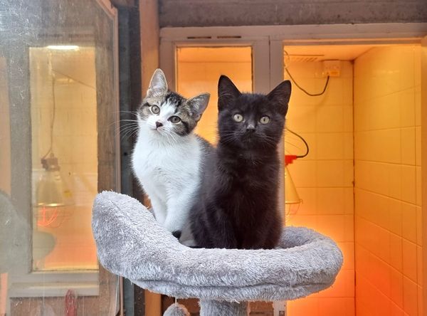 Newcastle Dog & Cat Shelter