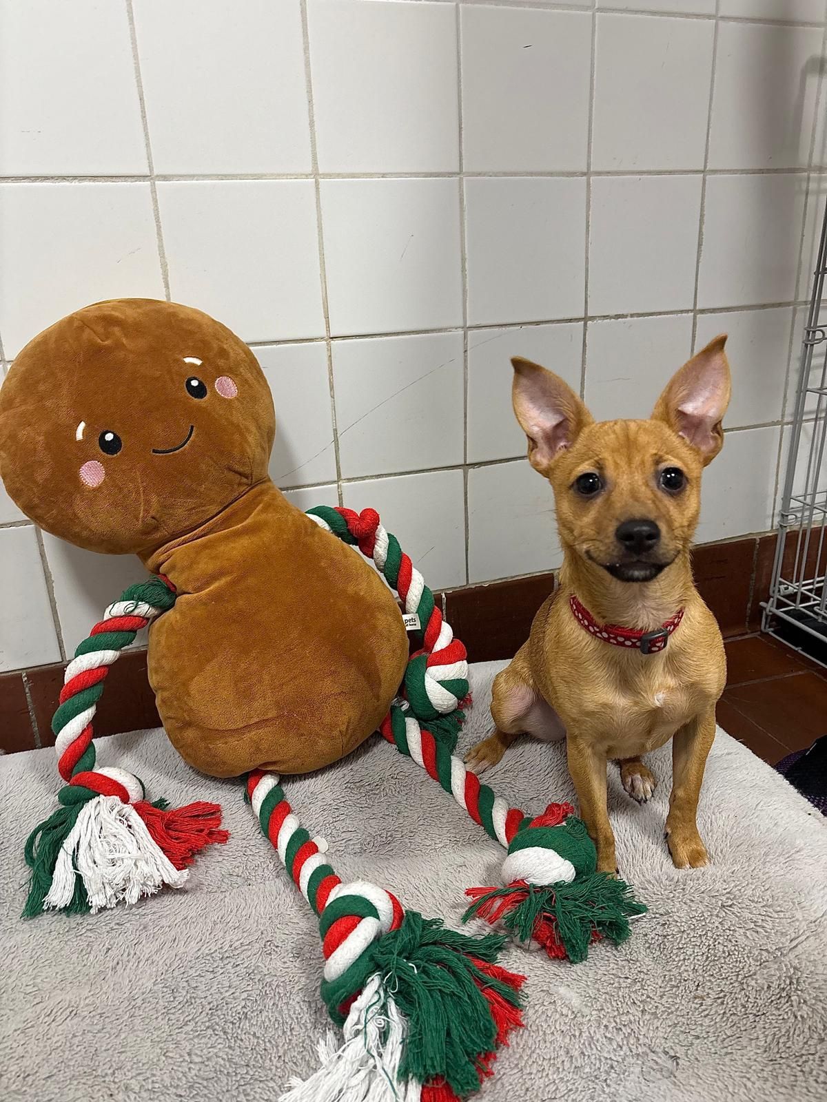 Newcastle Dog & Cat Shelter