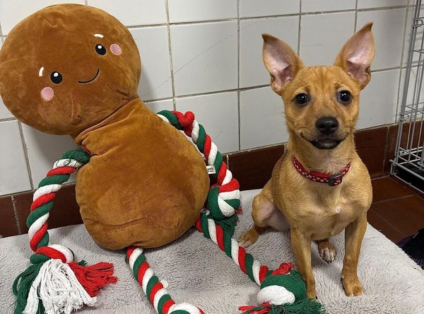 Newcastle Dog & Cat Shelter