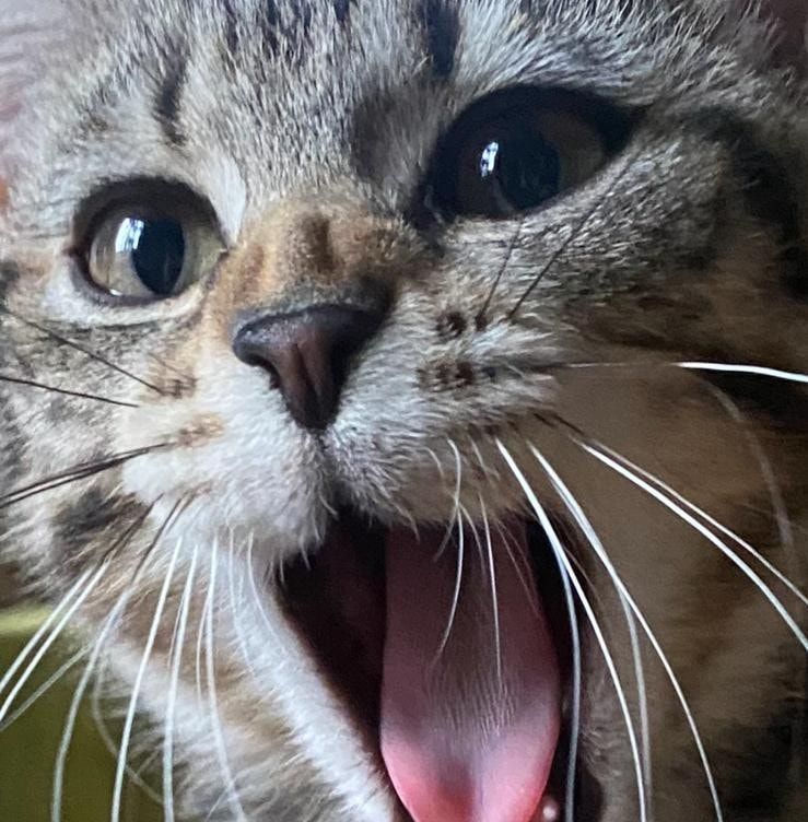 Team cat rescue Birmingham