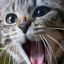 Team cat rescue Birmingham