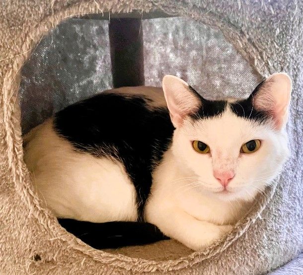 Laurens county humane society