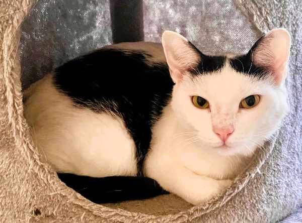 Laurens county humane society