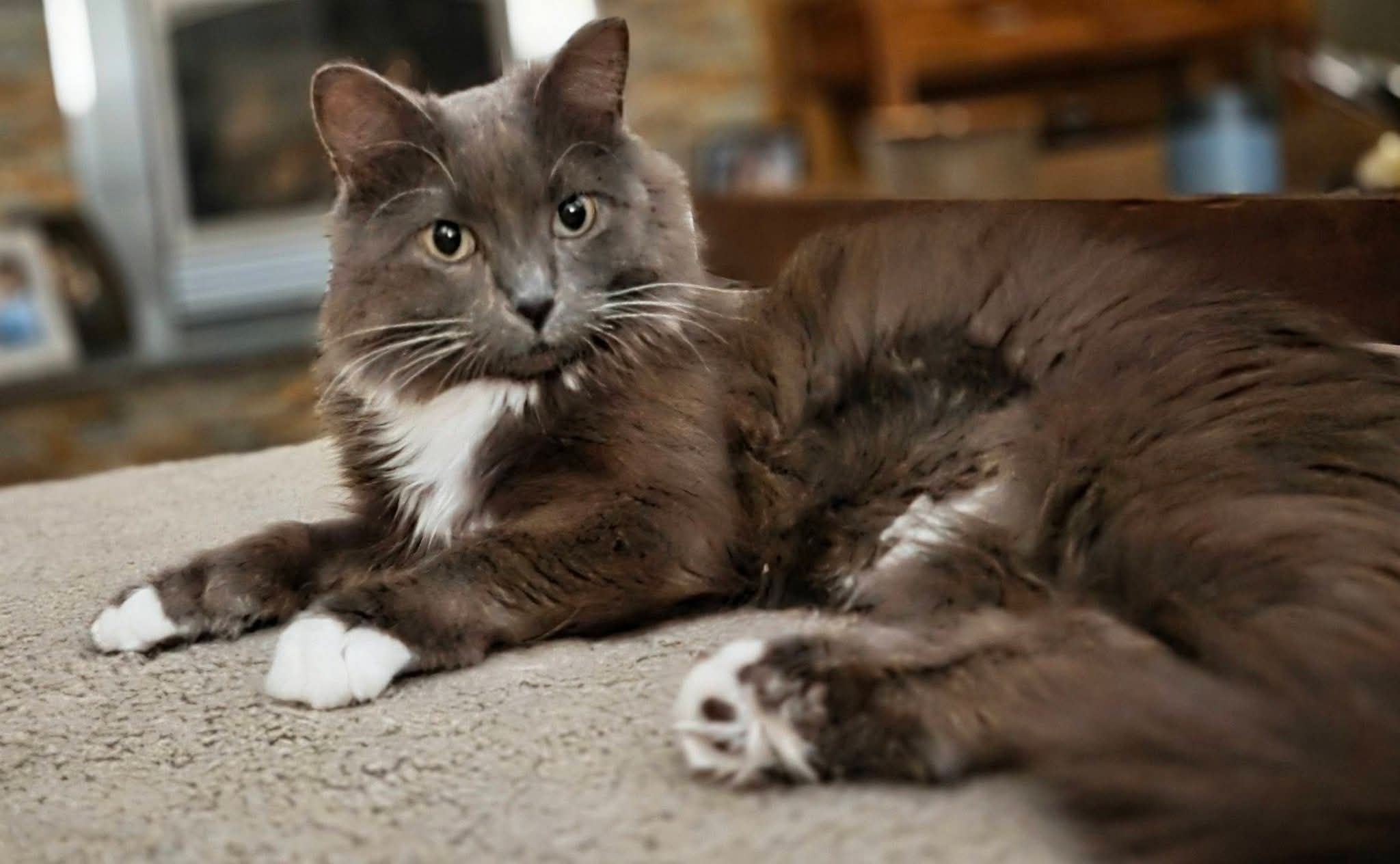 Toe beans cat rescue