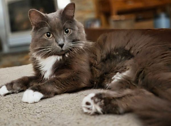Toe beans cat rescue