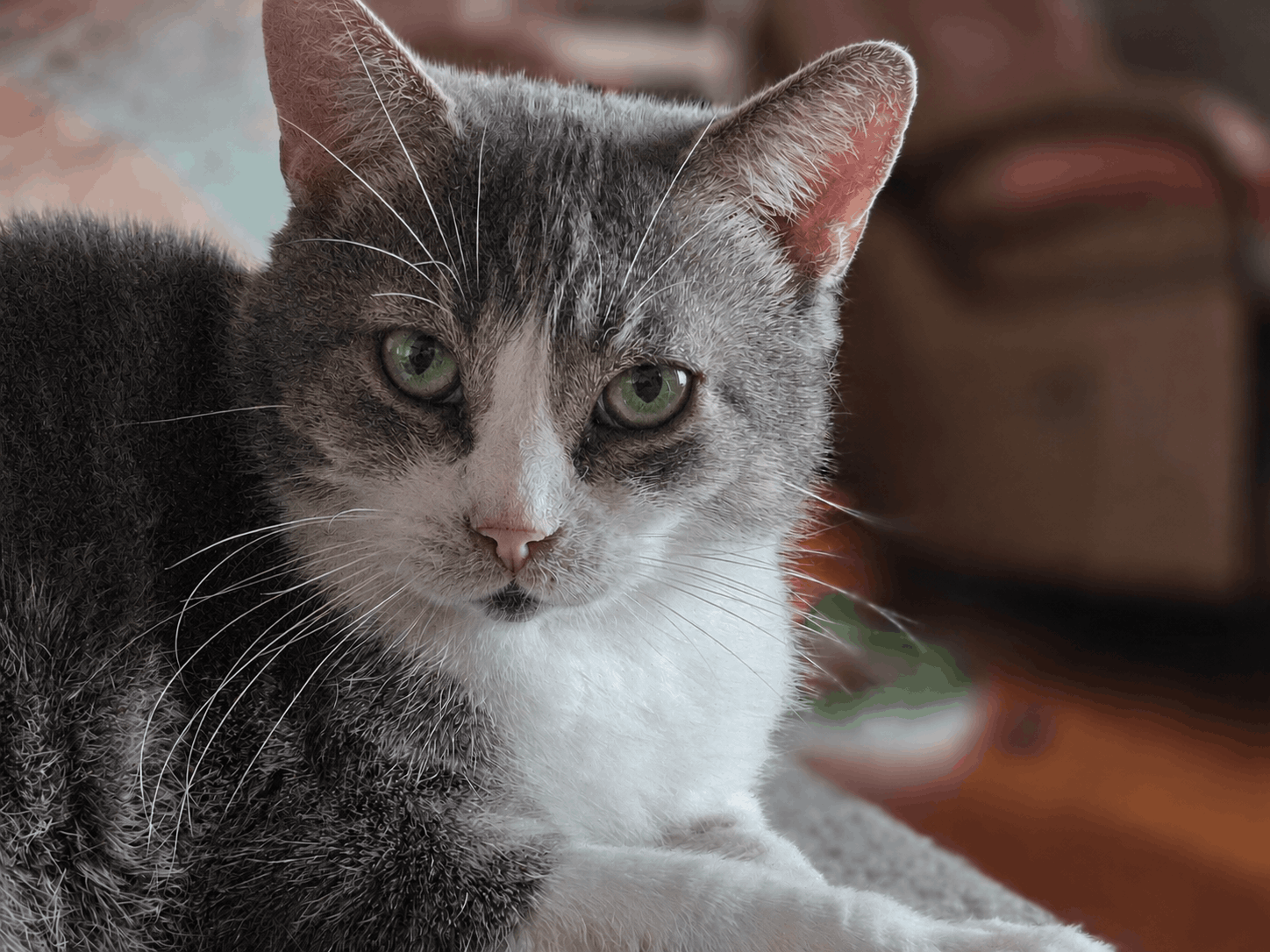 Toe beans cat rescue