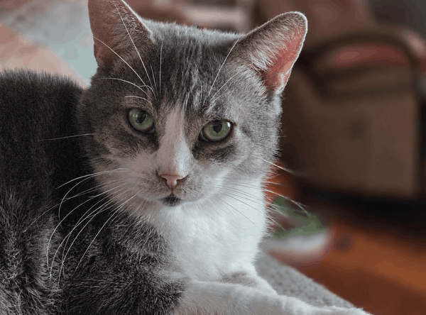 Toe beans cat rescue