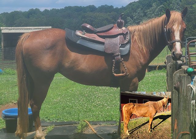 Stateline All Animal Rescue