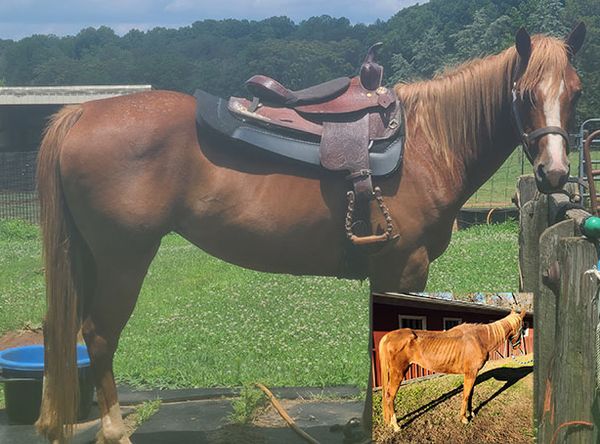 Stateline All Animal Rescue