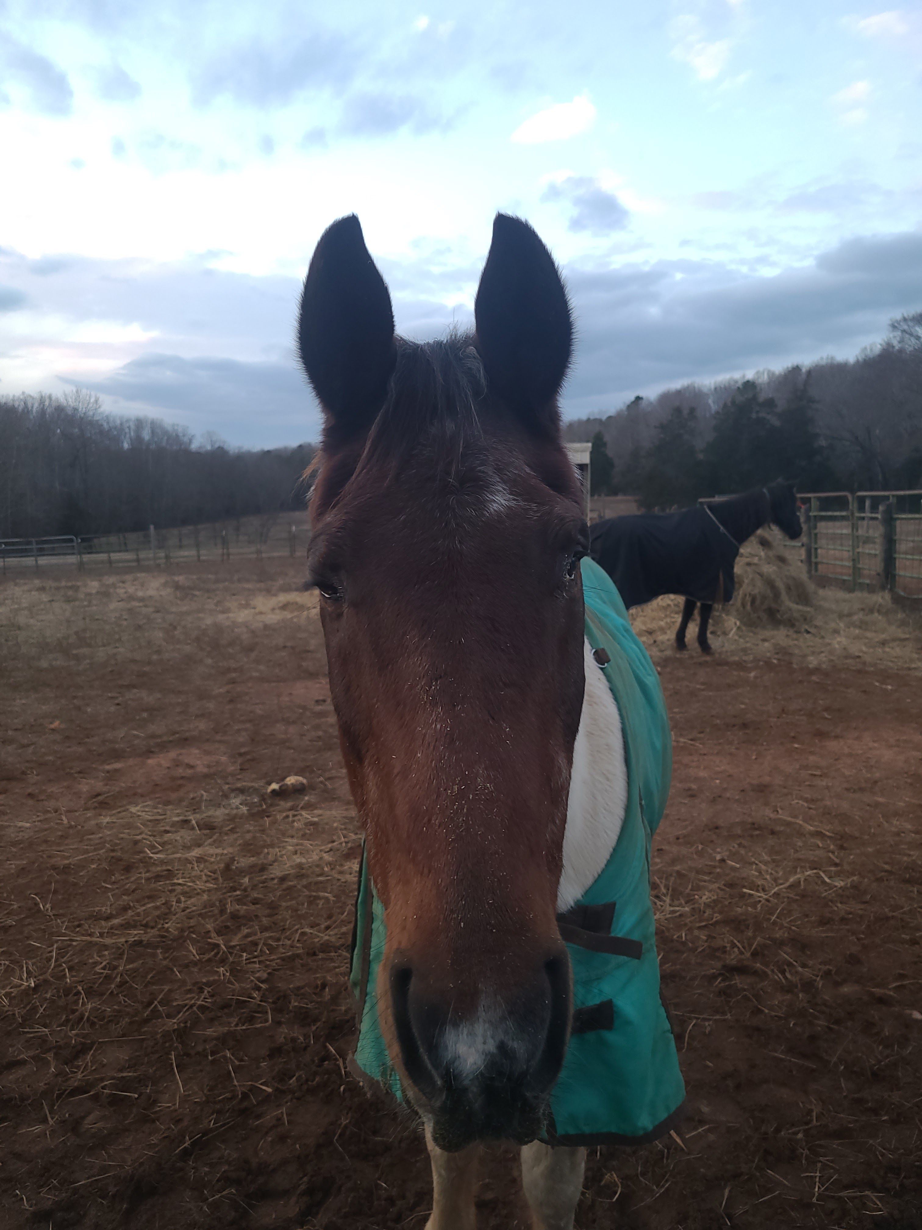 Stateline All Animal Rescue