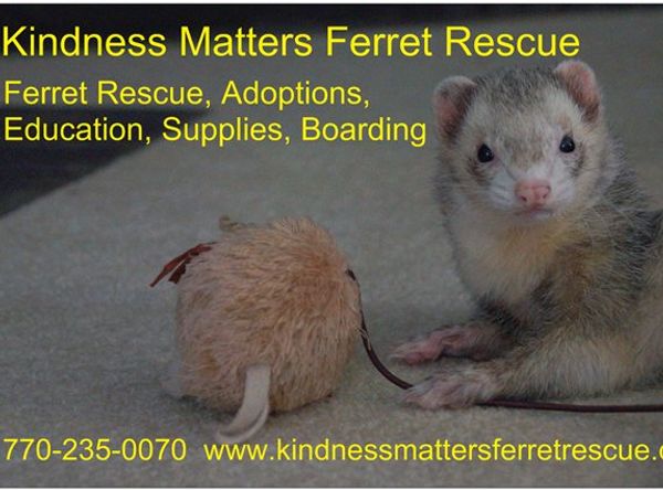Kindness Matters Ferret Rescue, Inc.
