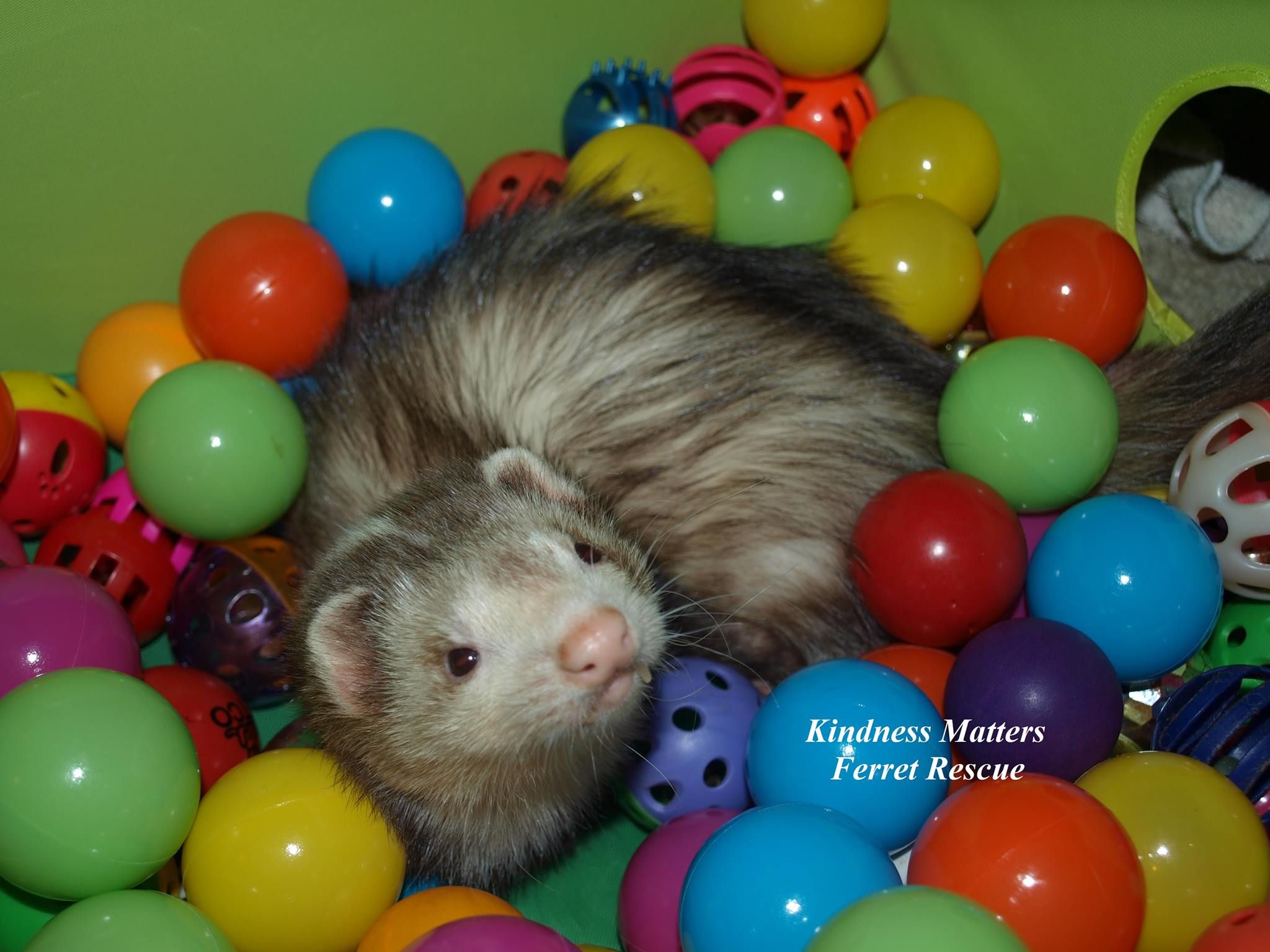 Kindness Matters Ferret Rescue, Inc.