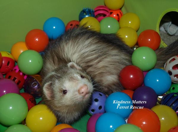 Kindness Matters Ferret Rescue, Inc.