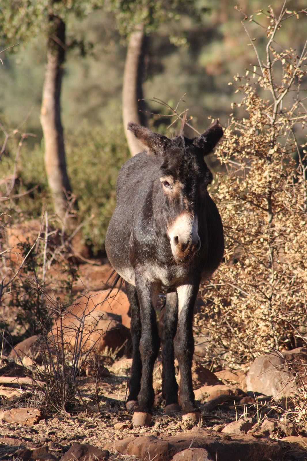 Wild Horse Sanctuary