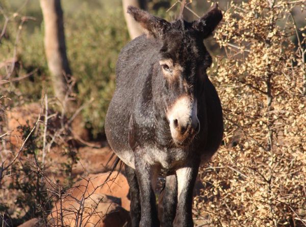 Wild Horse Sanctuary