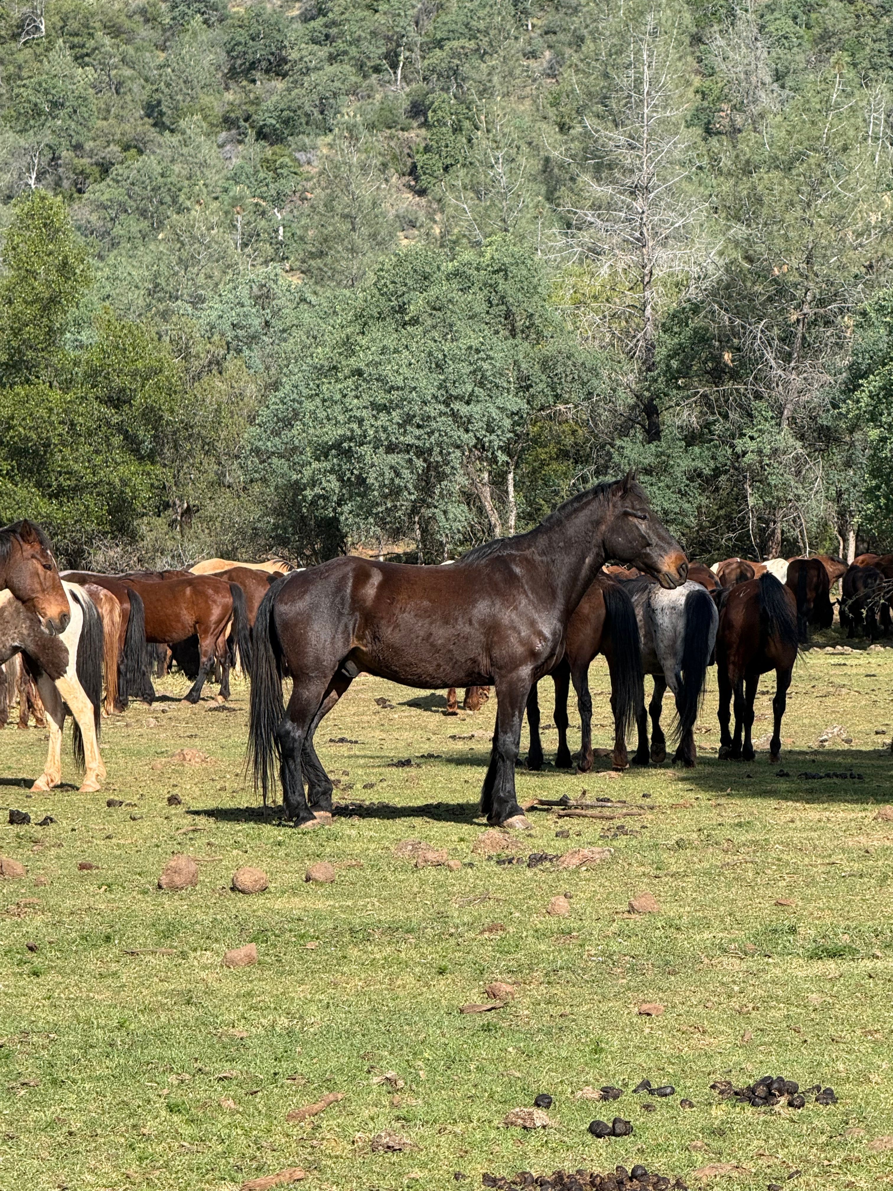 Wild Horse Sanctuary