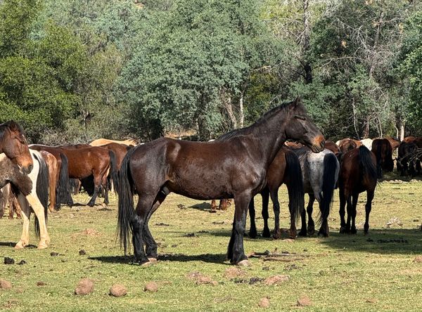 Wild Horse Sanctuary