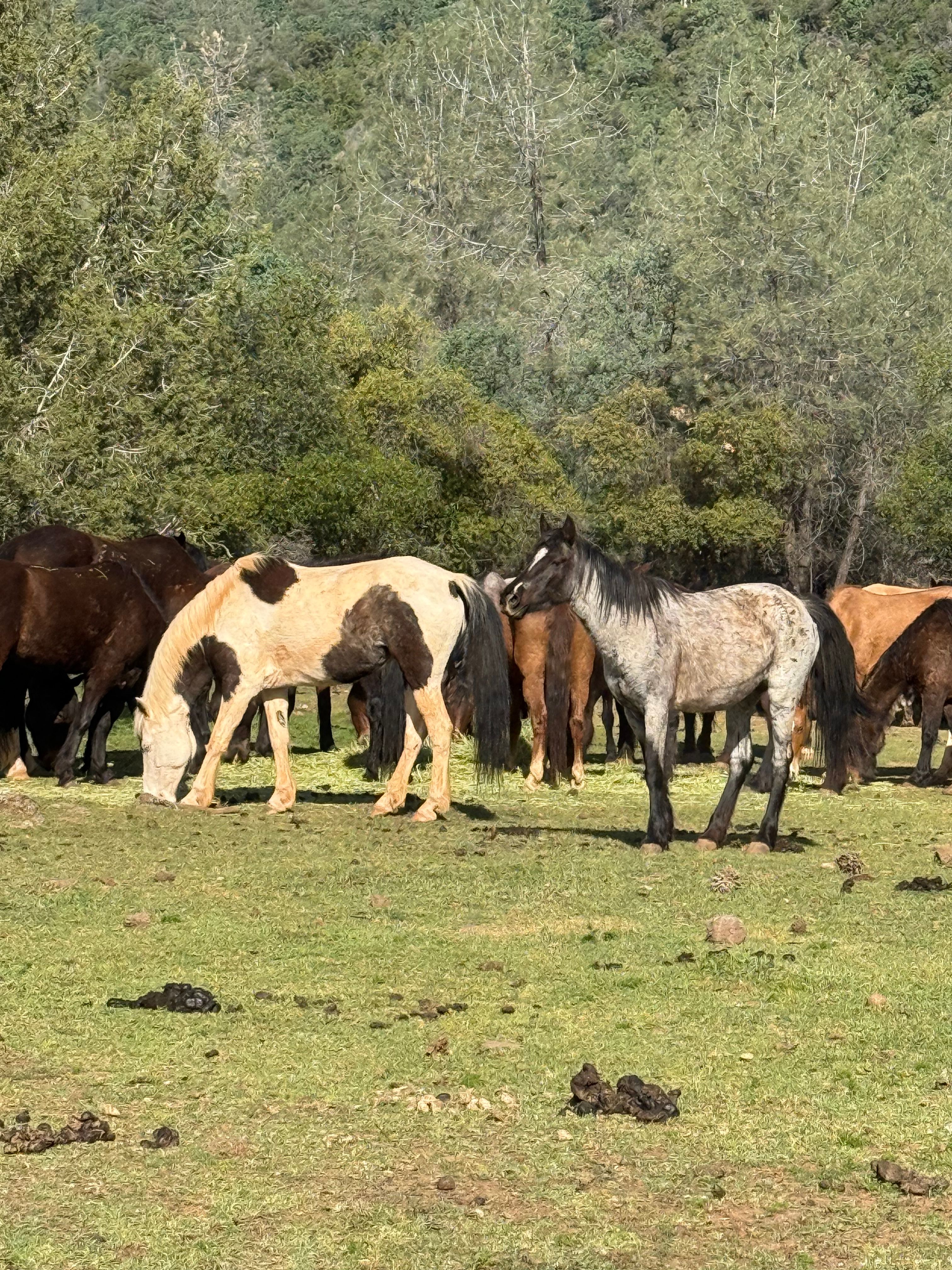 Wild Horse Sanctuary