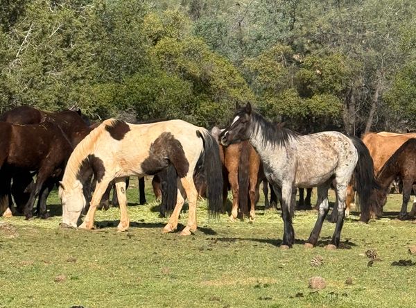 Wild Horse Sanctuary