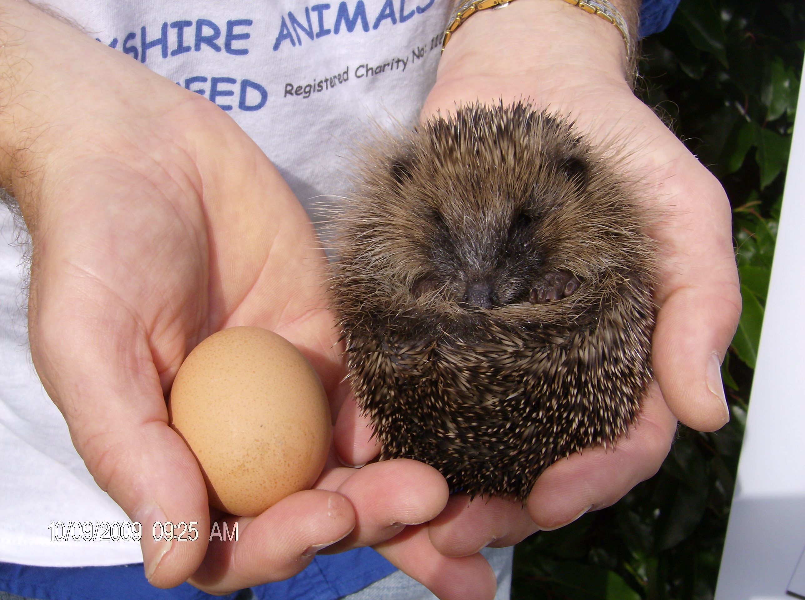 West Yokshire Animals in Need