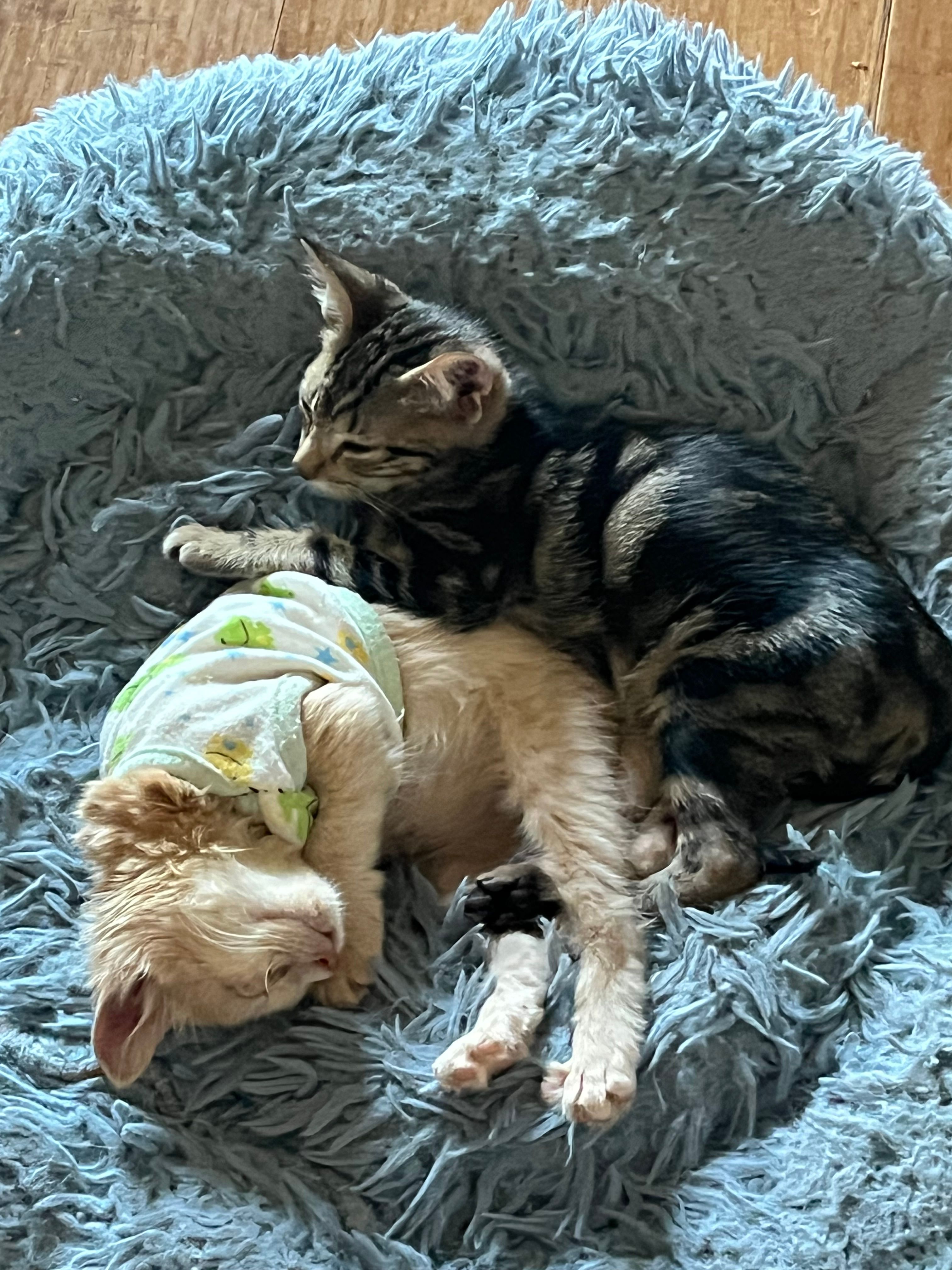 Island cats