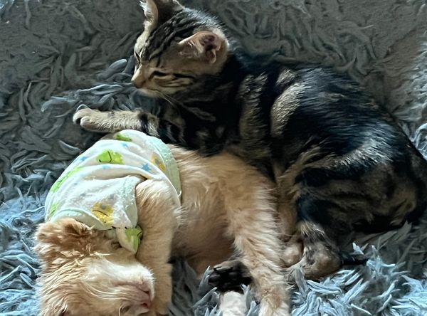 Island cats