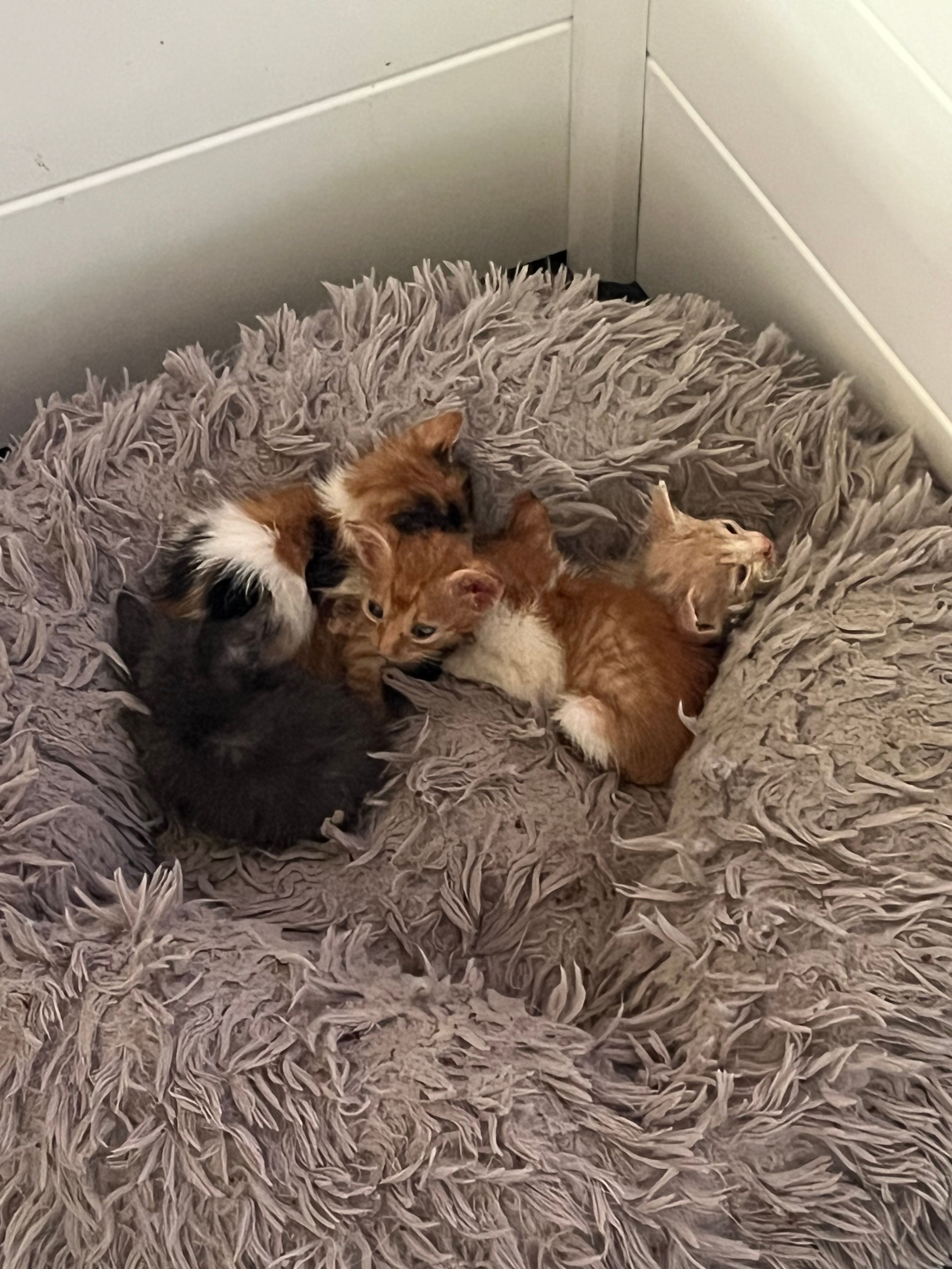 Island cats