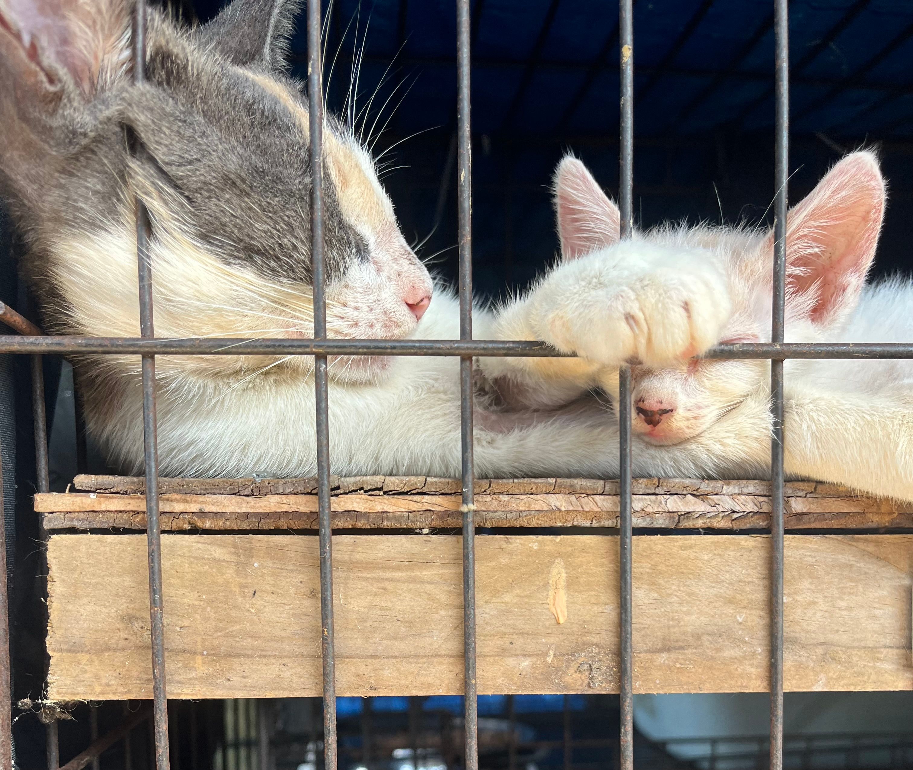 Island cats