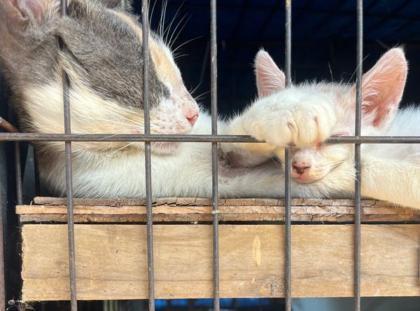 Island cats