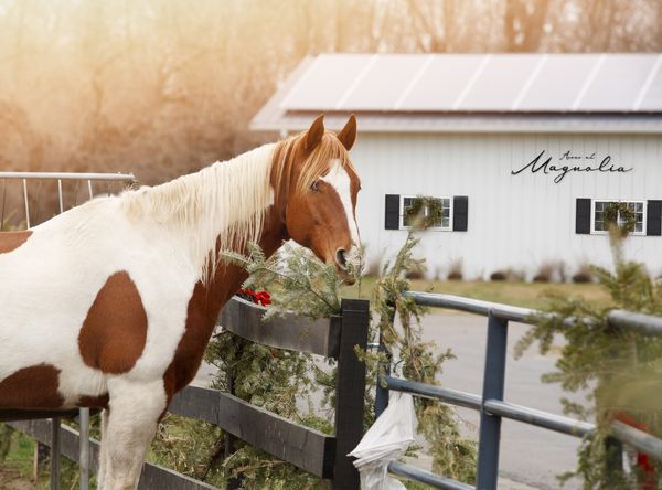 Acres at Magnolia Equine Rescue and Sanctuary