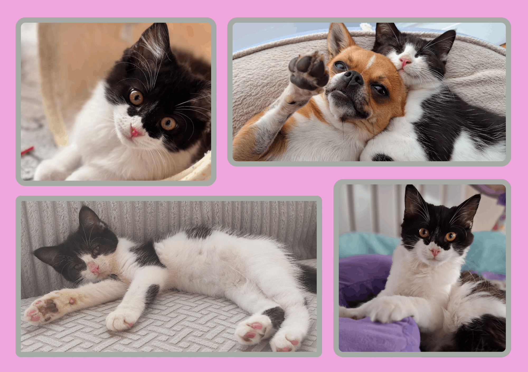 Heidi’s Courageous Cat Foundation