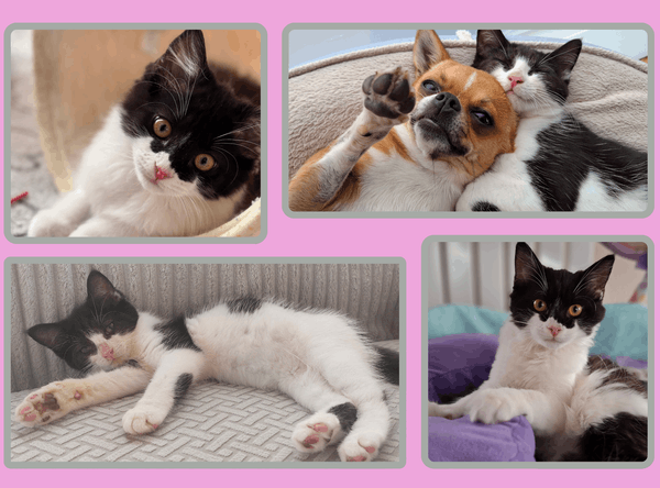 Heidi’s Courageous Cat Foundation