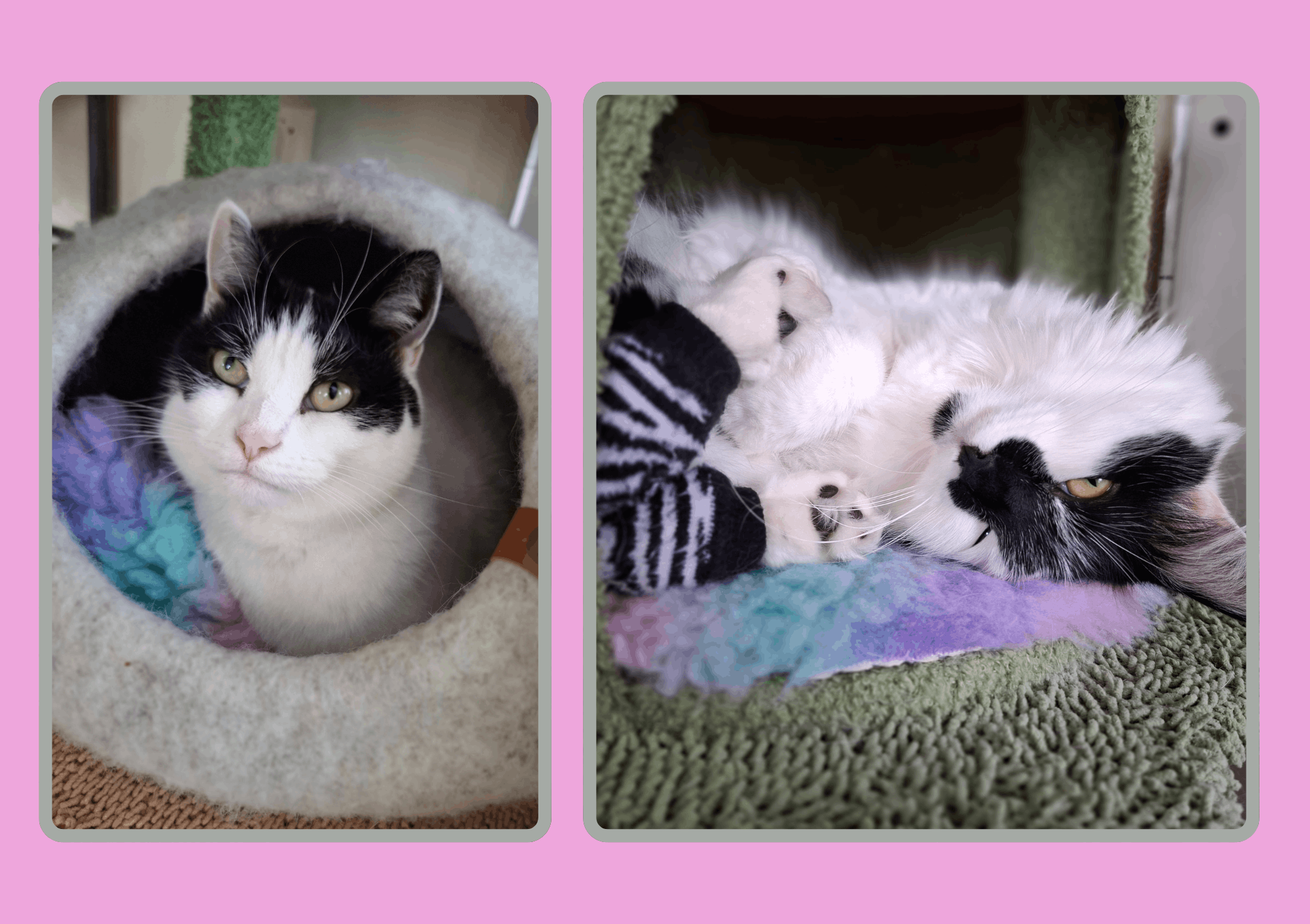 Heidi’s Courageous Cat Foundation